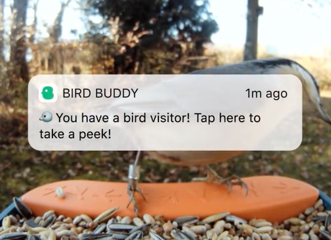 mangeoire pour oiseaux Bird Buddy avec caméra