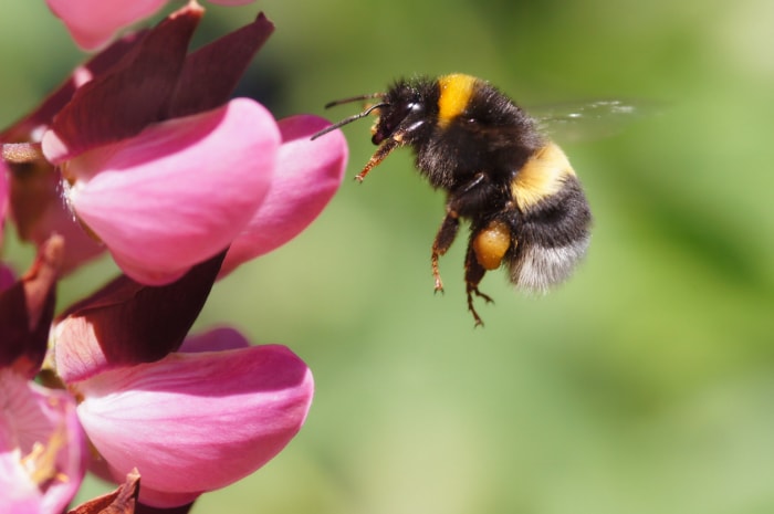 types d'abeilles - bourdon