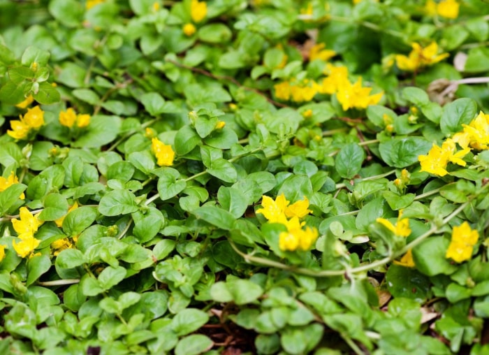 Ces plantes populaires pourraient en fait être mauvaises pour votre jardin