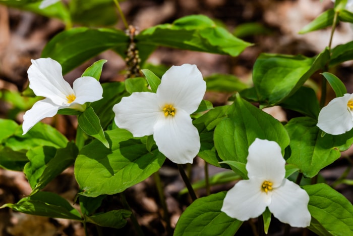 fleurs d'ombre