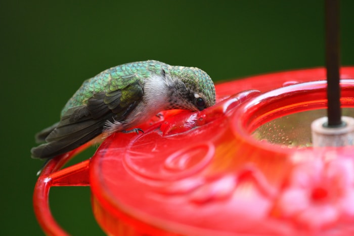 Comment éloigner les abeilles des mangeoires à colibris