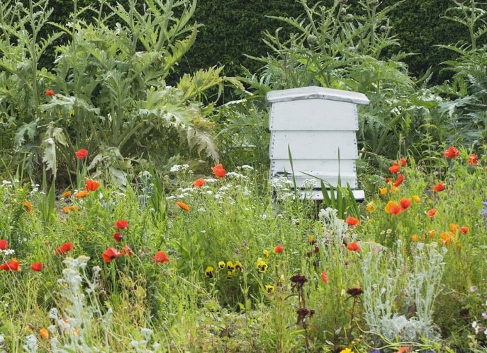 Miel fait maison : comment garder des abeilles dans votre propre jardin