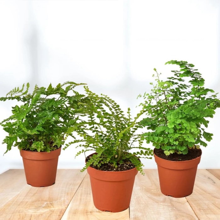 plantes qui n'ont pas besoin de trous de drainage fougère à boutons citronnés