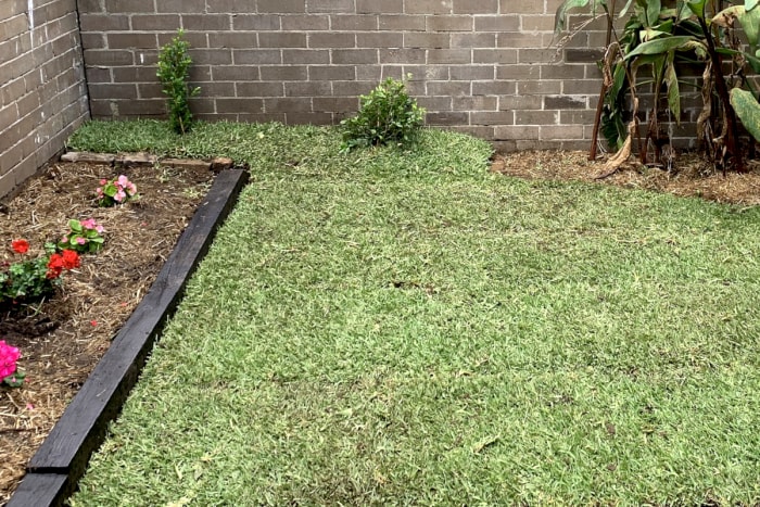 Une petite cour arrière clôturée en briques comprend une pelouse dense d'herbe de buffle, un grand oiseau de paradis et un parterre de fleurs.