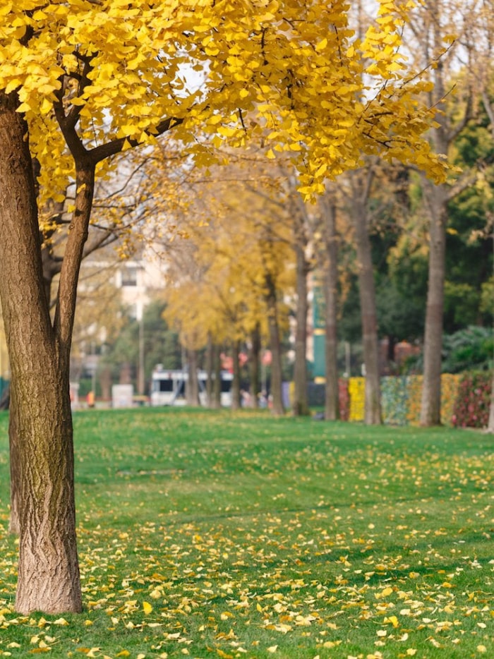 Les meilleurs arbres à planter pour le feuillage d'automne