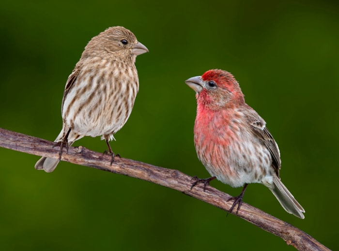 Couple d'oiseaux face à face