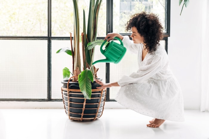 Femme utilisant un récipient vert pour arroser une grande plante d'intérieur.