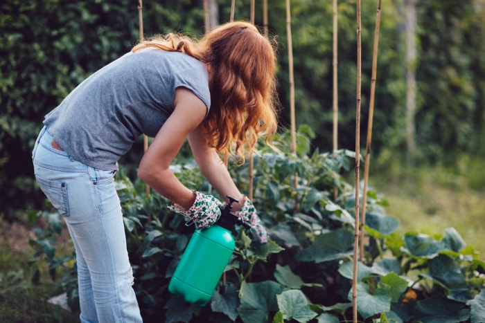 jardinier utilisant une bouteille pour appliquer un pesticide sur les cultures de légumes