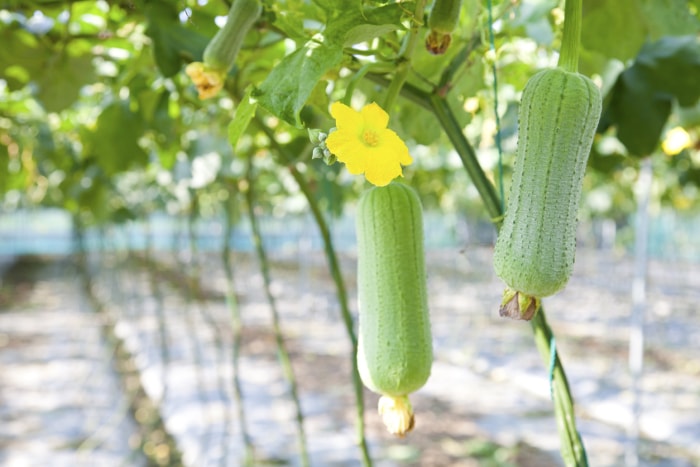 légumes grimpants