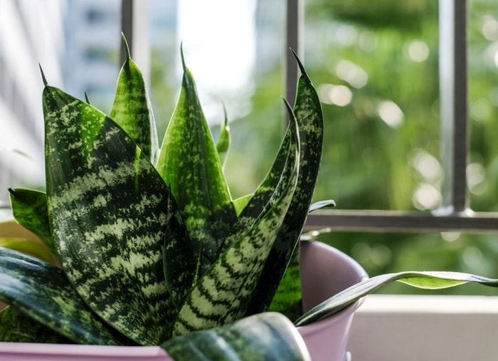 Les 12 plantes d'intérieur les plus tendance pour votre bureau à domicile, selon les masses