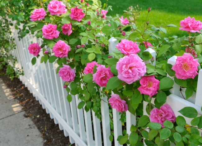 fleurs à l'ancienne