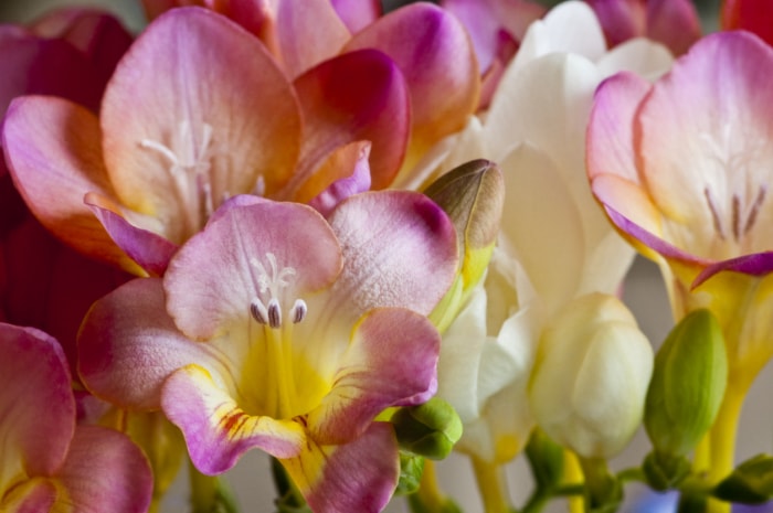 gros plan sur un bouquet de freesias rose vif et blanc