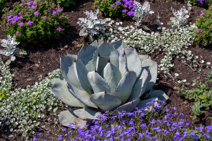 Plante d'agave artichaut dans un parterre de fleurs