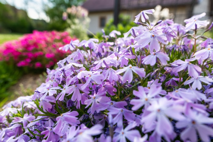 Phlox rampant violet. Phlox en fleurs dans un jardin printanier, gros plan. Rocaille avec de jolies petites fleurs de phlox violet, arrière-plan nature.