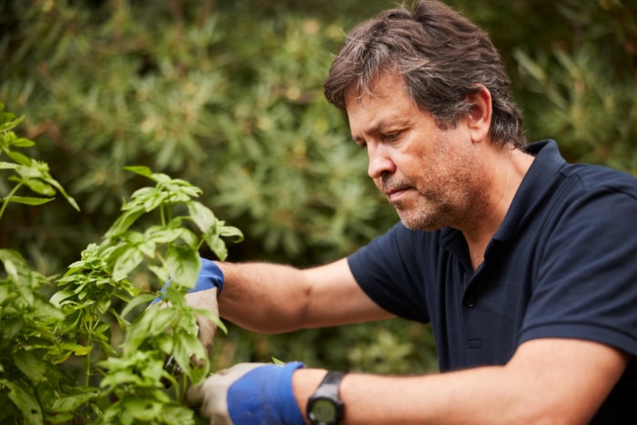 Une personne taille des plants de basilic pour le jardinage à couper et à repousser.