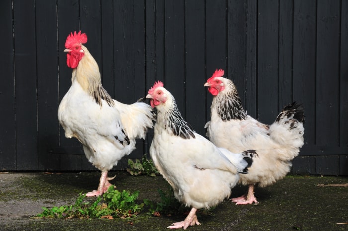 types de poulets