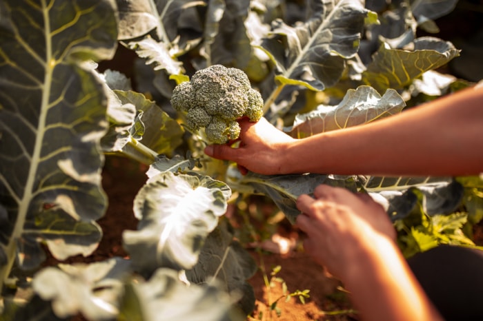 comment faire pousser du brocoli