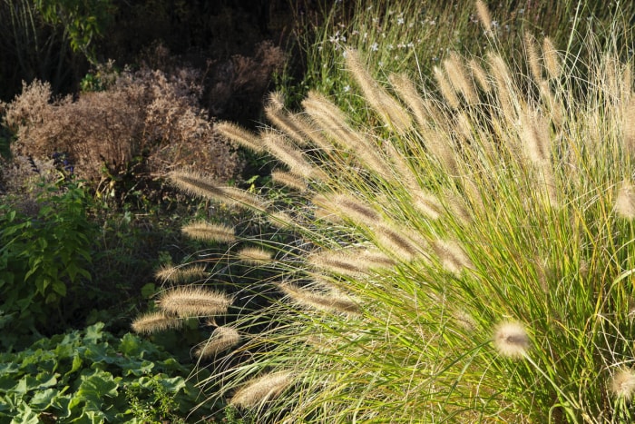 Une touffe d'herbes ornementales fleuries dans un jardin d'automne.