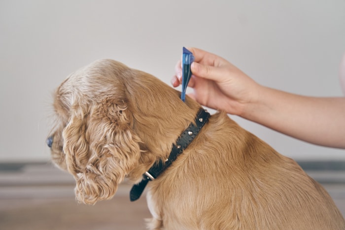 le chien est traité avec un remède contre les puces. Le chien est arrosé d'un remède contre les parasites sur le garrot