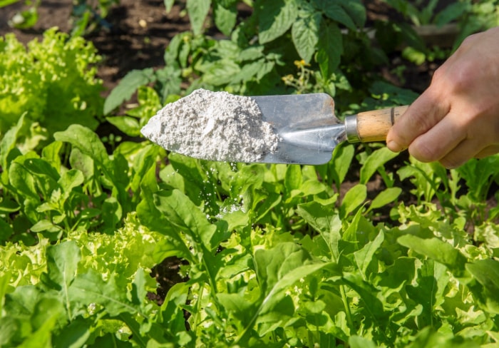 Personne utilisant un outil de jardinage pour saupoudrer de la poudre blanche sur des légumes-feuilles.