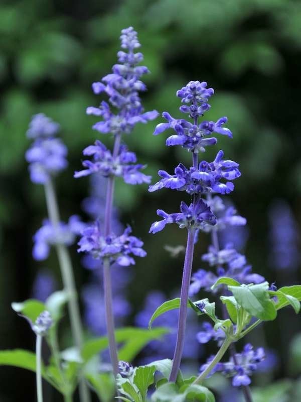 istock plantes pour paniers suspendus lavender_hanging_plant