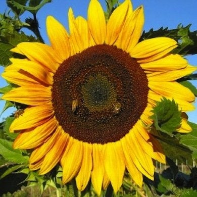 10 fleurs de tournesol à ne pas manquer