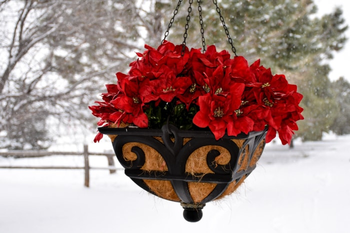 Une jardinière remplie de fleurs de Noël avec un arrière-plan de neige et d'arbres.