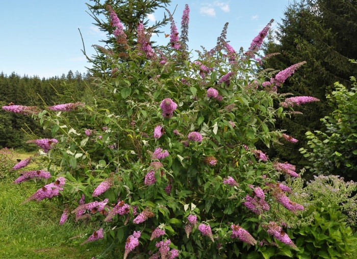 Un grand arbuste d'arbre aux papillons aux fleurs roses.