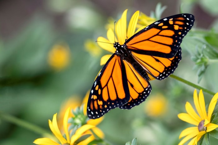 types de papillons