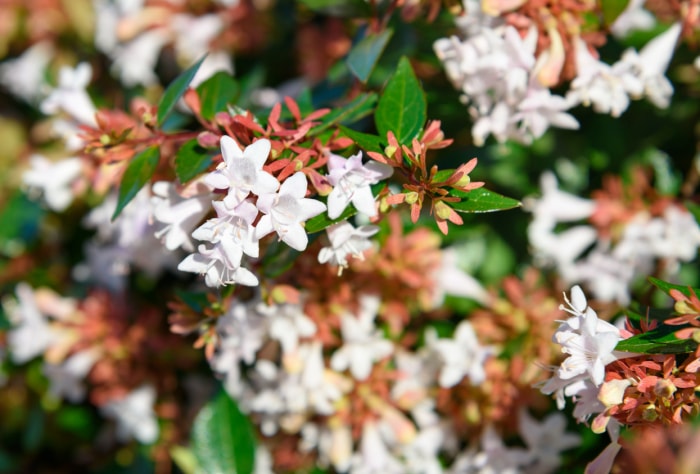 Vue rapprochée d'un buisson d'abelia avec des fleurs blanches sur des branches aux feuilles vertes.