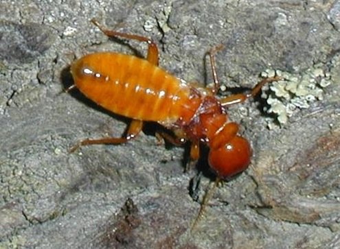 termite du bois humide