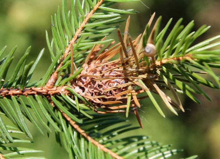 Les nuisibles qui pourraient se cacher dans votre sapin de Noël et comment s'en débarrasser