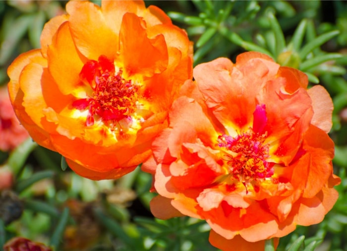 Les meilleures plantes en pot pour le plein soleil