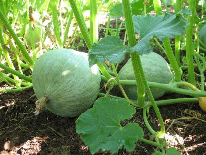 Deux courges Hubbard bleues poussant dans le jardin.