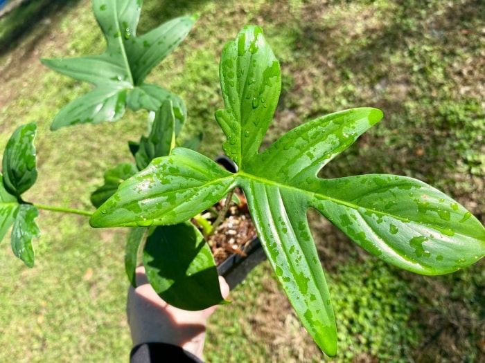 Variétés de philodendrons à feuilles de chêne