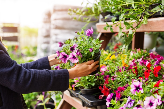 une femme choisit des fleurs de pétunia dans un magasin de plantes de jardin