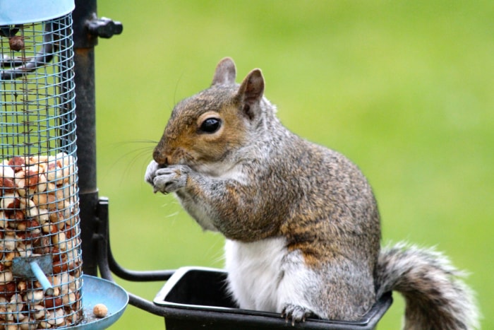 Comment éloigner les animaux du jardin