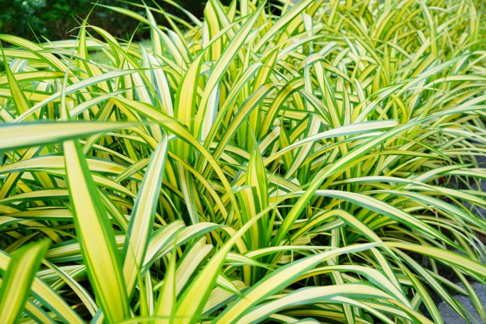 Un groupe de plantes araignées aux longues feuilles vertes.