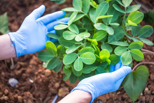 Cette seule culture pourrait vous offrir votre meilleur potager à ce jour