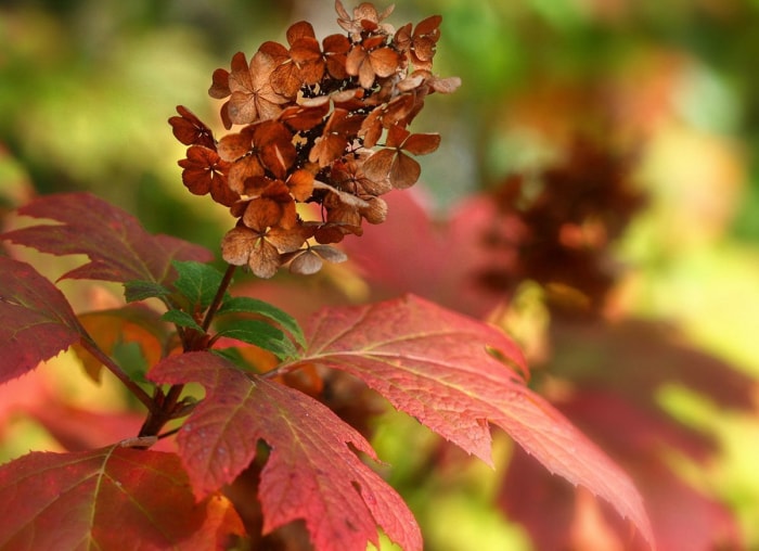 39 plantes que vous allez adorer si vous détestez les travaux de jardinage d'automne