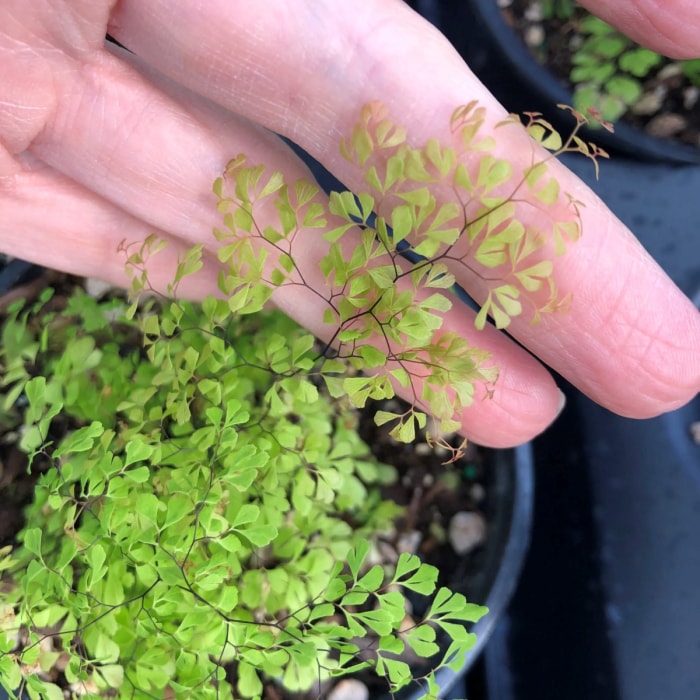 Main montrant de petites feuilles sur une plante.