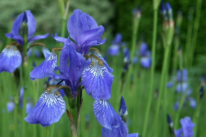 10 plantes de jardin pluvial qui peuvent aider à réduire le ruissellement