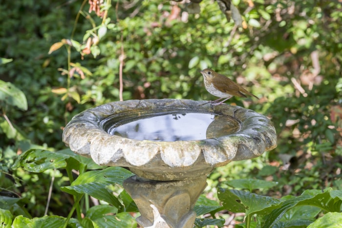 oiseau perché sur un bain d'oiseaux dans le jardin