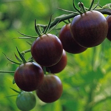 Prêtes à être cueillies : 10 tomates anciennes corsées et savoureuses