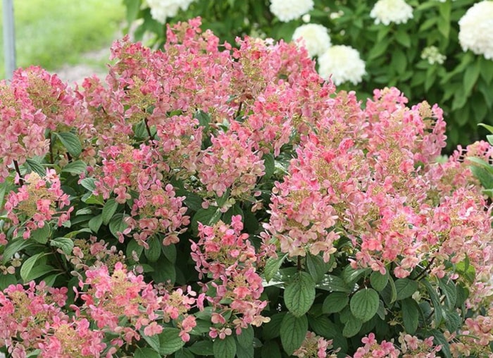 Plantez ces 12 hortensias pour un jardin époustouflant