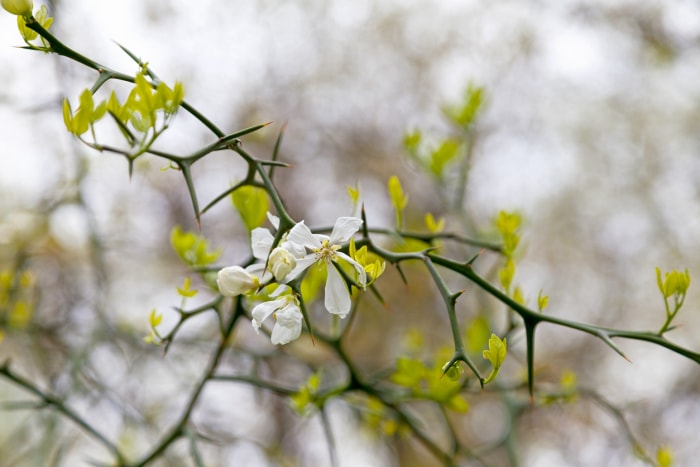 iStock-1142773750 plantes épineuses Poncirus trifoliata à fleurs