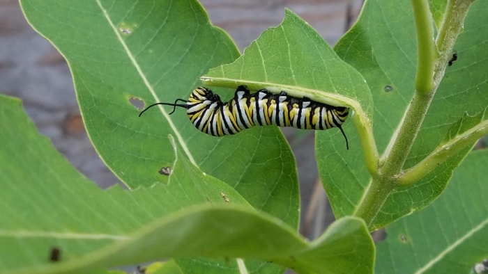 Les chenilles, ravageurs courants du jardin