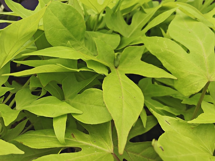 Vigne de patate douce poussant dans un jardin familial en juin.