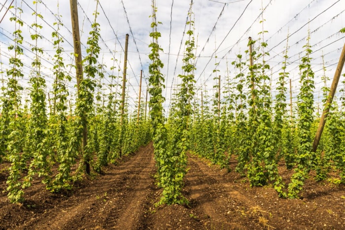 Champ de houblon