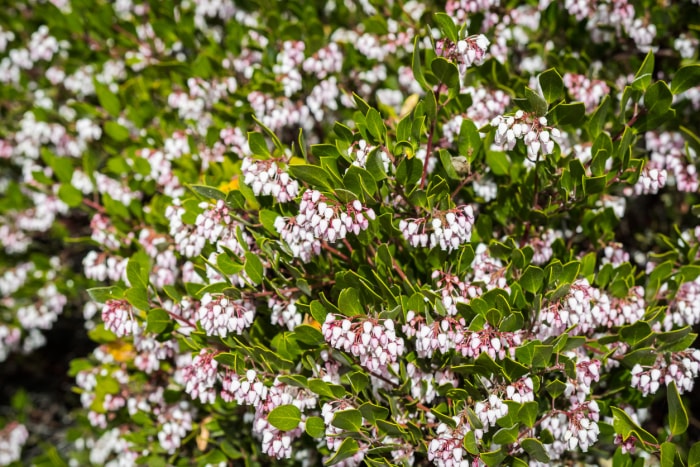 Arbuste de manzanita aux fleurs roses, région de la baie de San Francisco, Californie